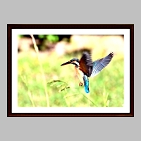 「カワセミのホバリング」竹村 憲治