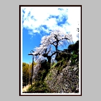 「山寺に咲く」和田 篤行