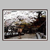 「主 登場」横山 範子