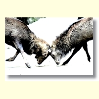 12月の作品(吉城園)