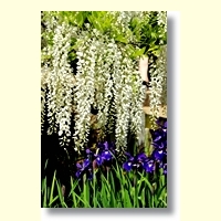 ５月の作品（万葉植物園）