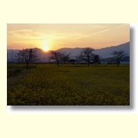 野田 宗生